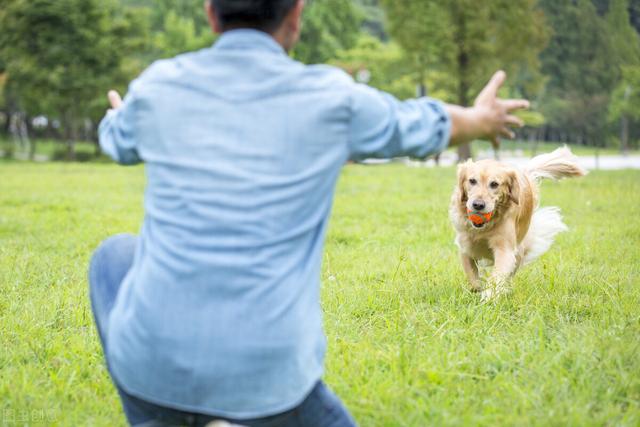 成年金毛多少斤，金毛成年体长多少厘米（生活变化太大了）