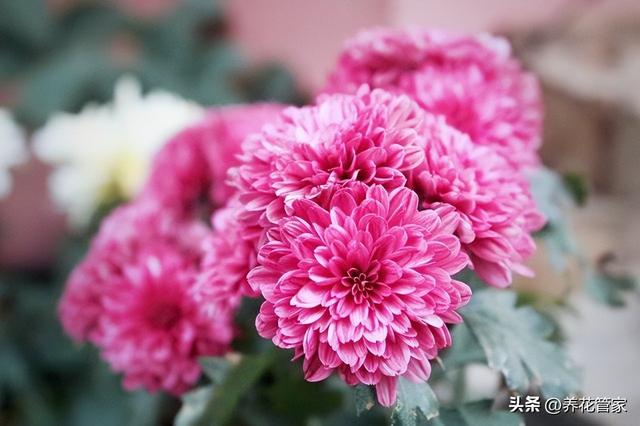 菊花的颜色有几种，菊花的颜色有几种文字（八色千头菊，你喜欢哪一种）