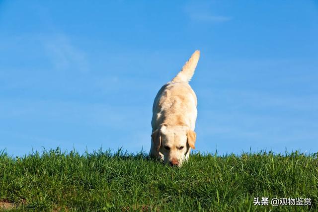 猎犬品种排名，大型犬类品种大全图片（怎样训练猎狗勤快搜山）