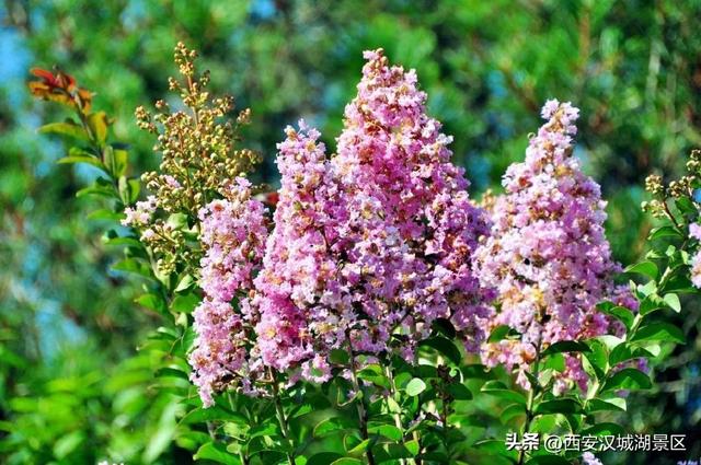 唯美图片清新简约 请允许我成为你的夏季，唯美图片清新简约头像（是时候给你点“颜色”看看了……）