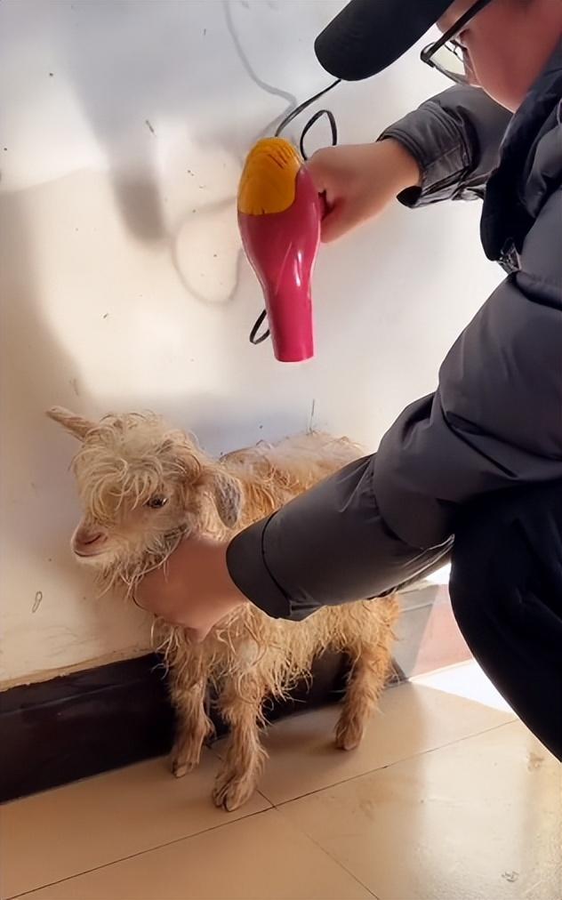 彪悍的蒙古汉子，蒙古人、维京人、萨摩亚人——哪个最强悍（202公里配送费584元）