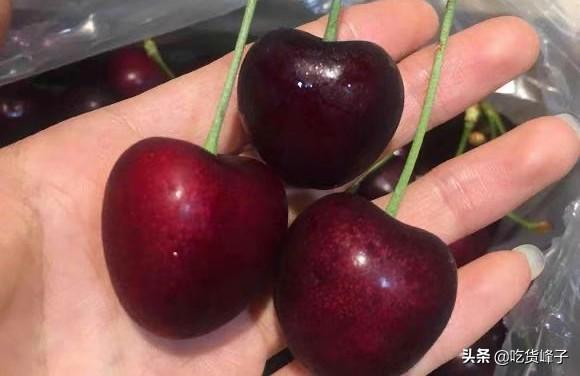 车厘子是不是樱桃，车厘子和樱桃是一样吗（车厘子和大樱桃傻傻分不清）