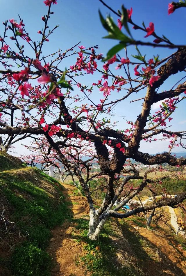 从化旅游景点大全，从化一日游旅游攻略大全（打卡吕田鹰嘴桃花+罗洞工匠小镇麦浪+莲麻小镇）