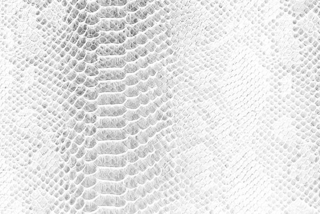 东北五大仙是什么，东北五大仙是什么仙（属于东北五大仙的快意恩仇又是怎样的）