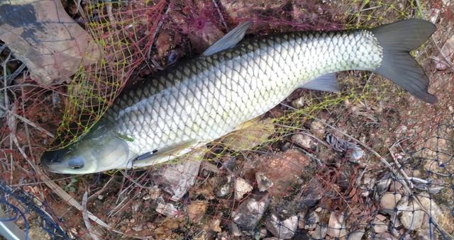 最常见的淡水鱼都有哪种，最常见的淡水鱼