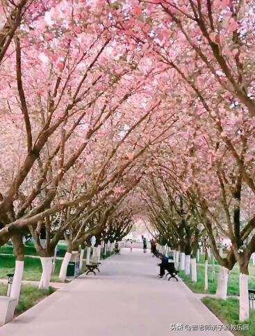 附近看花的地方，深圳最适合去赏花的地方（2023西安及周边赏樱花的地点大全）