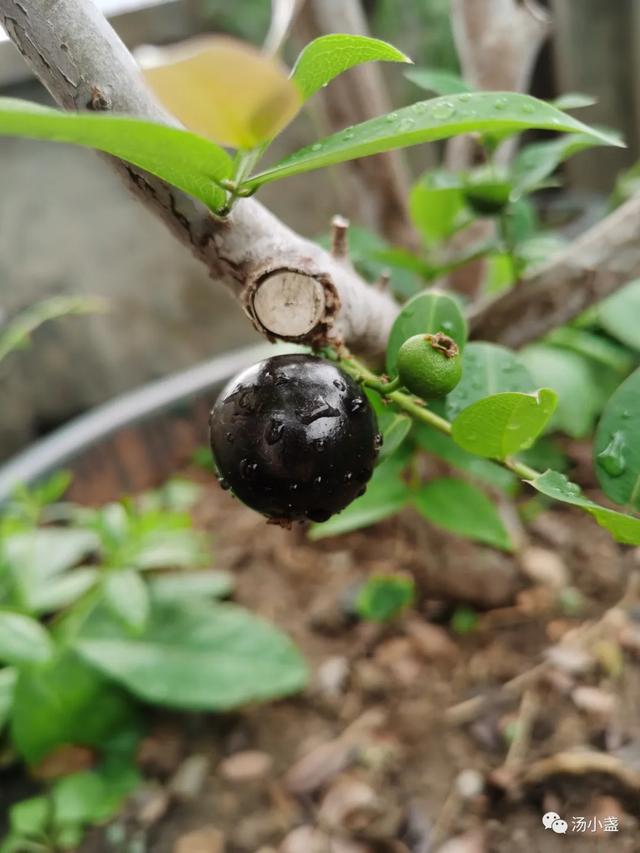 嘉宝果的功效与作用嘉宝果的种植，嘉宝果的功效和作用（风靡一时的嘉宝果）