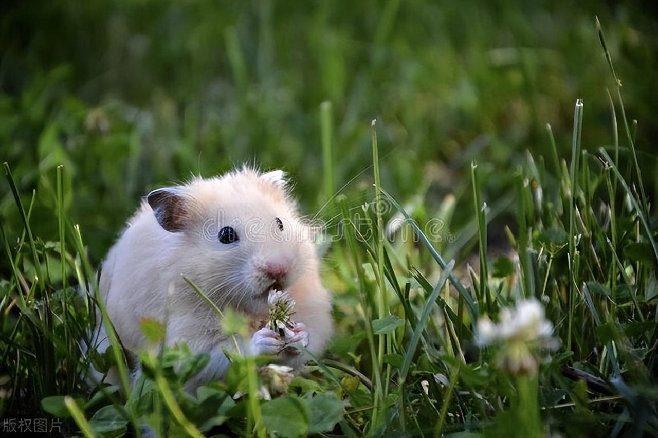 仓鼠喝什么水最好(小宠百科) - 百百科