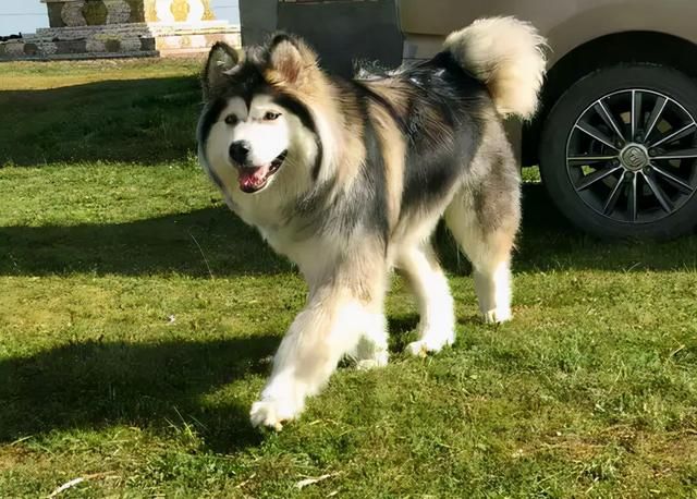 阿拉斯加雪橇犬性格，阿拉斯加雪橇犬性格特点有哪些（为什么“阿拉斯加犬”很少人养）