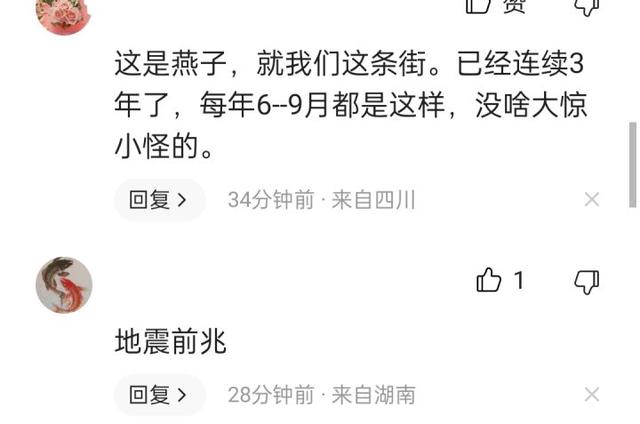 蝙蝠是鸟吗，四川德阳傍晚出现“密集鸟群”（蝙蝠是鸟吗请说明你的理由）