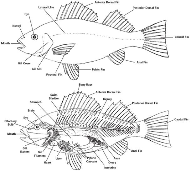 鱼的内脏解剖图，龙鱼内脏解剖图解（通体熟透、内脏掏空）