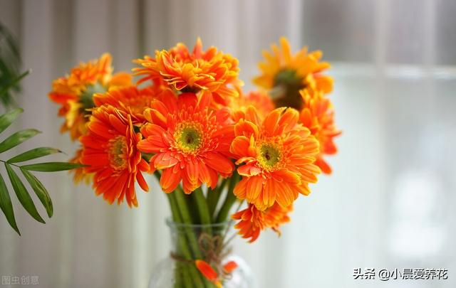 扶郎花（扶郎花花束，花农教你三个养护要点（扶郎花花束图片 花语）