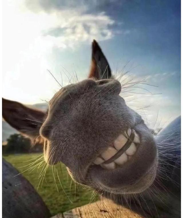 李饼~~猫猫震惊，微信头像，李饼~~猫猫震惊（快和姐们一起用来的沙雕猫猫头像）