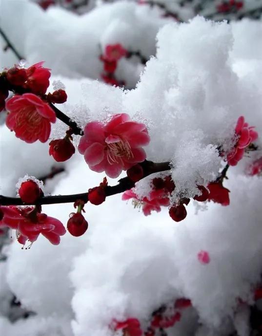 岑寂怎么读音，岑寂的读音是什么（积微学老诗词学校第二十一讲）