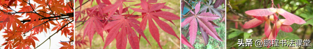 梦见植物是什么征兆，干货丨植物寓意篇