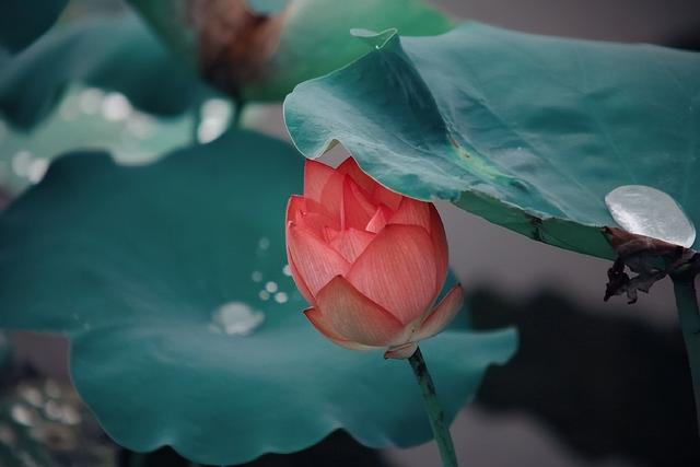 形容花漂亮唯美的诗句，形容花花草草非常优美的诗句（看盛夏最美丽的景象）