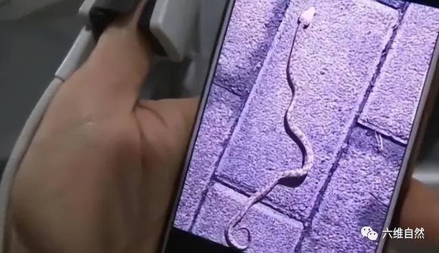 猫为什么可以跟毒蛇打架，猫和蛇打架猫不怕毒吗（重庆一只小猫叼着小毒蛇回家）