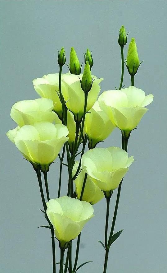 粉色桔梗花的花语是什么，粉桔梗的花语和寓意（花色各不同。同样皆美丽）