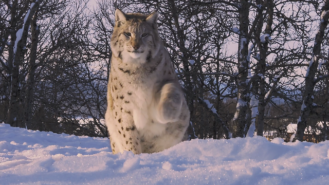 藏獒和狼谁厉害，【藏獒和狼谁厉害】藏獒和狼谁更厉害战斗力对比（新一代“森林之王”猞猁）