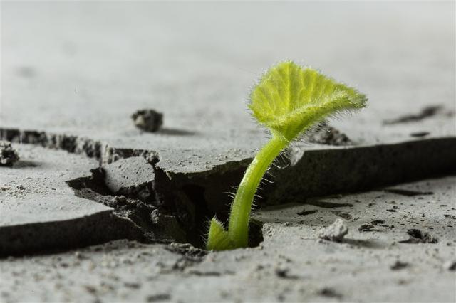 种子发芽过程图片，种子发芽六个过程（<带来希望的头像>）