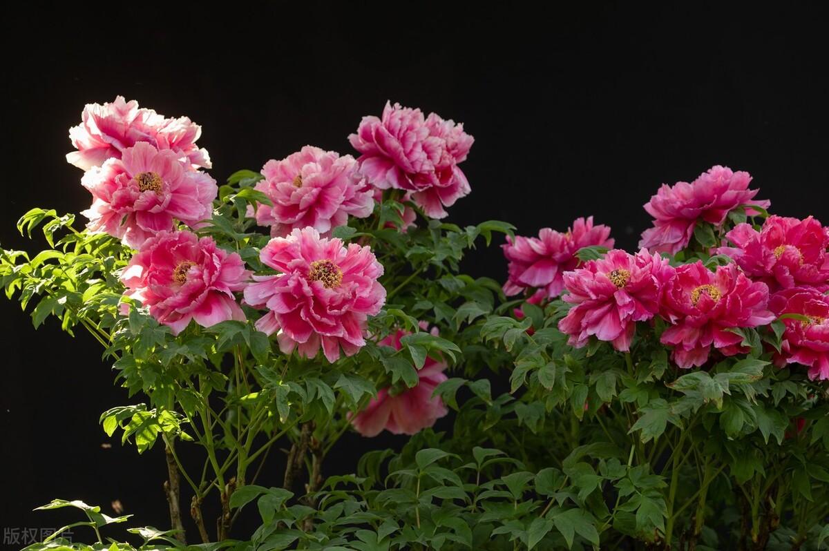 蓬莱松风水禁忌 蓬莱松风水禁忌阳台 - 珍缘易学