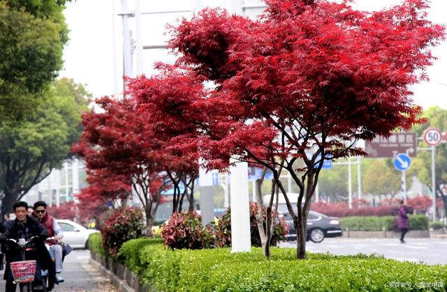 庭院十大吉祥樹排名,庭院十大吉祥樹排名種什麼樹最好(有院子的可以試