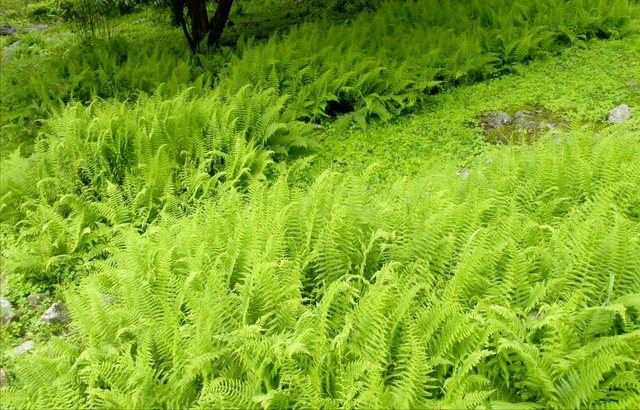 水蕨菜和山蕨菜的区别有哪些，山野菜水蕨菜（被称为山菜之王的蕨菜会不会致癌）