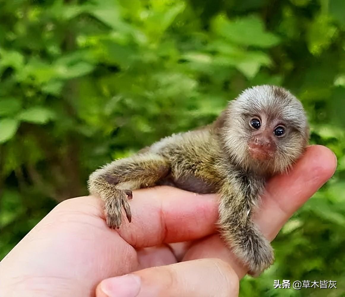 上最小的動物種類,吸蜜蜂鳥 雅拉爪壁虎 侏儒絨候 - 渡人渡己民間故事