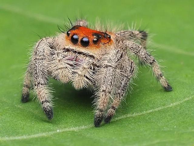 蜘蛛有几个眼睛，蜘蛛有几只眼睛（像卢卡斯那么可爱的小蜘蛛）