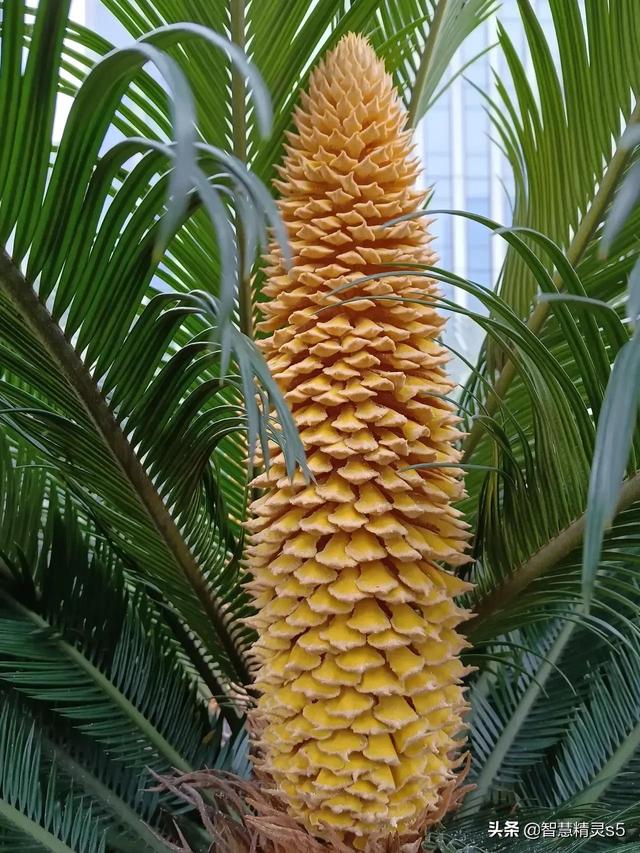 铁树开花的方法，铁树开花的方法有哪些（铁树开花了，也有芬芳的一天）