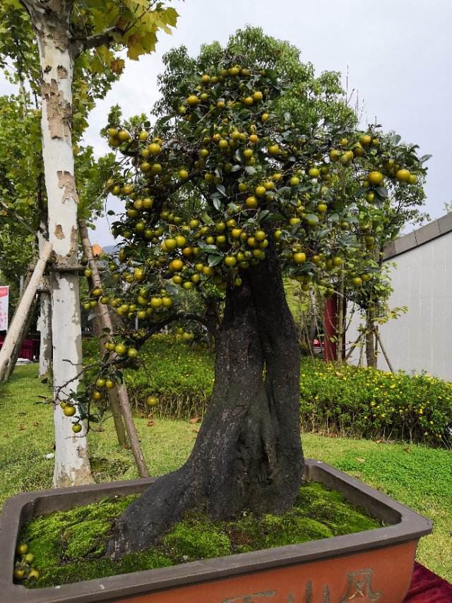 金弹子树多少钱(活了1300年) - 价格百科