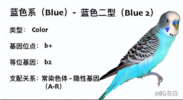 备注blue什么意思，备注blue是什么意思（蓝色系<Blue>）