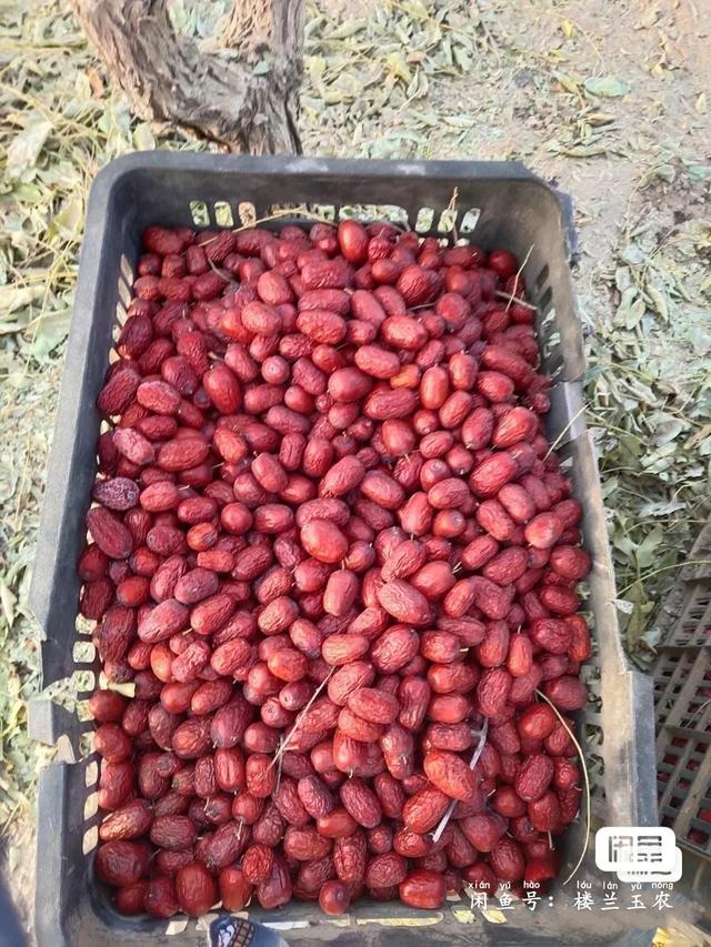 若羌红枣的功效与作用，若羌枣和和田枣哪个好（新疆若羌红枣）