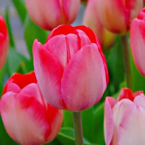 白色郁金香花语，郁金香的花语和传说（世界花后郁金香）