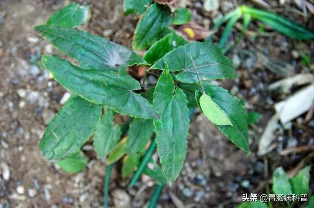 曼陀罗花的图片，曼陀罗花是什么（301味中药材的原植物彩色图谱）