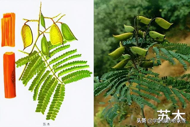 苏木的功效与作用禁忌，活血疗伤的苏木