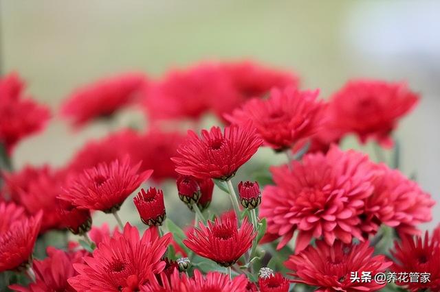 菊花的颜色有几种，菊花的颜色有几种文字（八色千头菊，你喜欢哪一种）