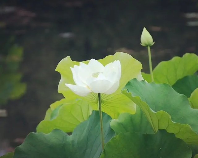 处处想打压你的人是什么心理，一个女人处处打压男人的心理（如此待你的人）