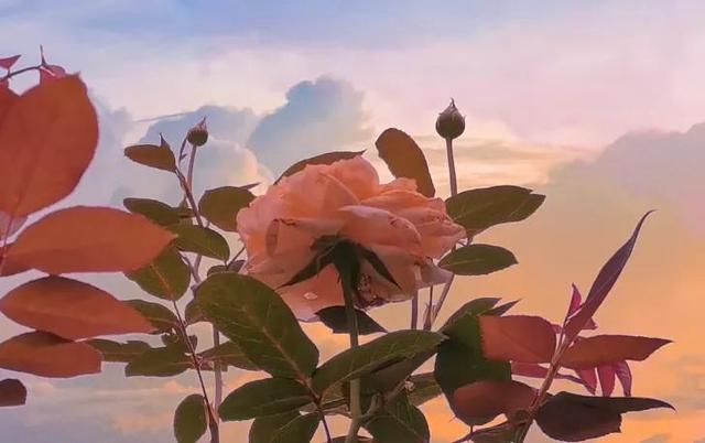 单身文案，单身文案伤感（适合单身的朋友圈文案）