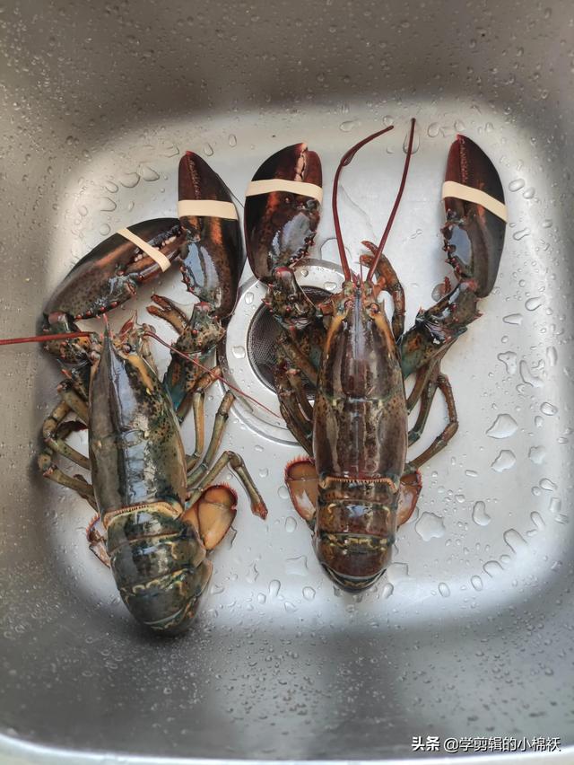 波龙怎么做好吃，波龙的做法（波士顿小龙虾的两种做法）