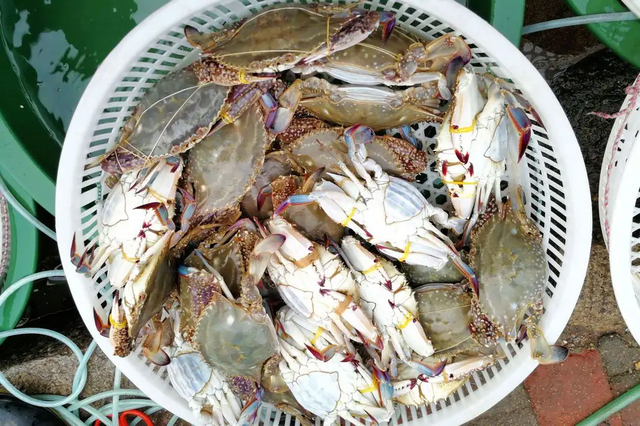 梭子蟹怎么吃，梭子蟹怎么吃图解（5种不同吃法以及挑蟹攻略）