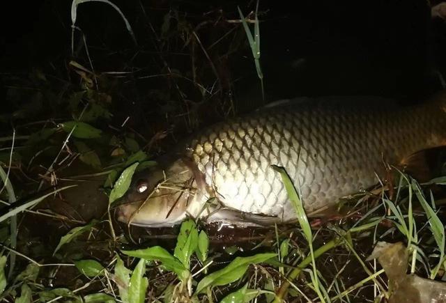 晚上死鱼的原因，阎王在招手”只是民间传说