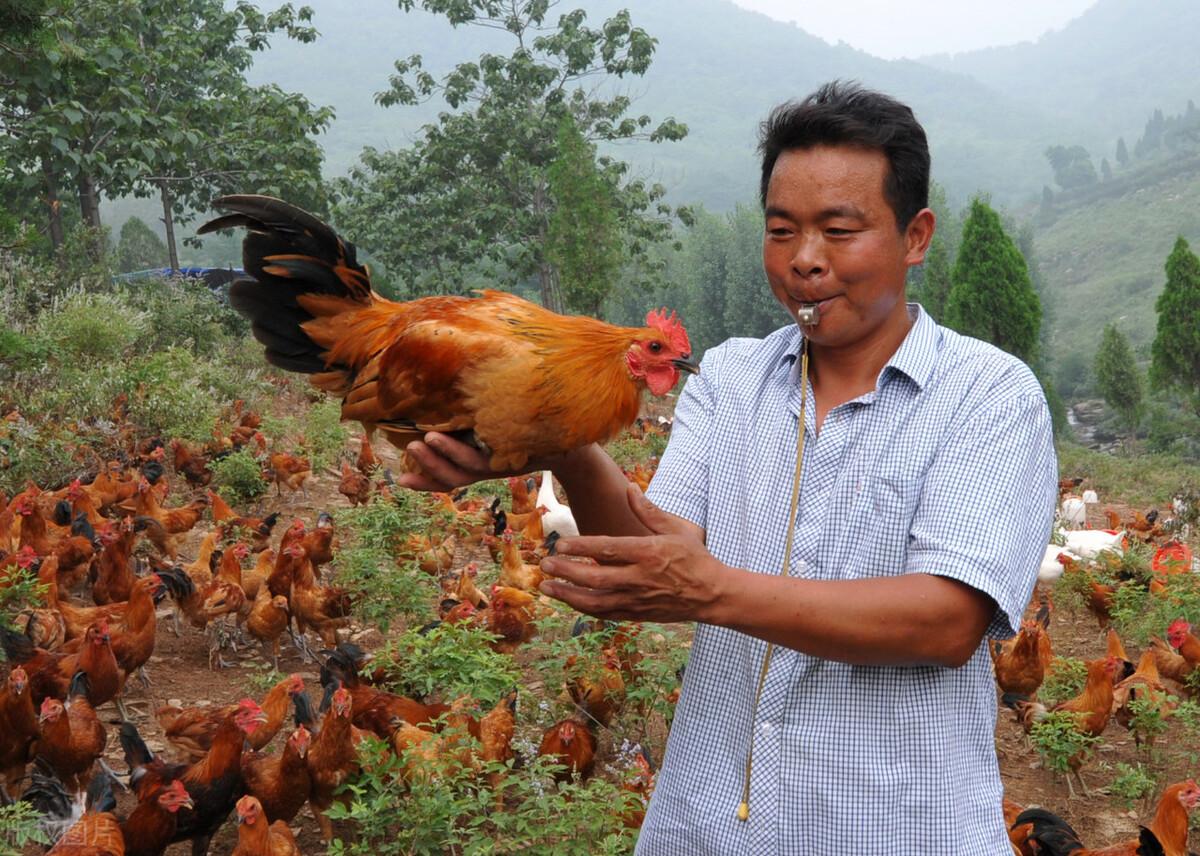 散养土***的利润和成本是多少，200只土***一年的收入分析