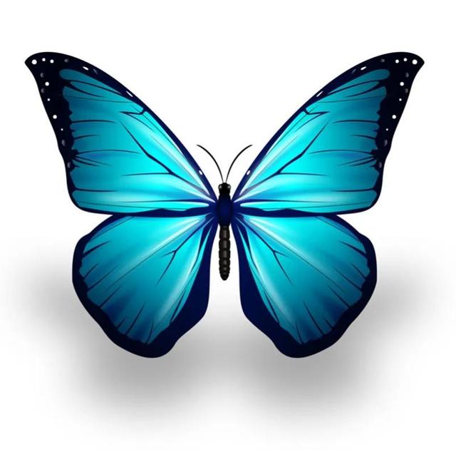 蝴蝶的外形特点描写简单介绍，蝴蝶的外形（那只美丽的黑蝴蝶）