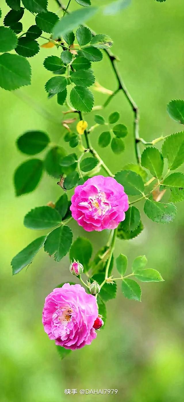 绿色聊天背景图，怎样能把微信聊天背景调成绿色的（绿色背景壁纸，好看的壁纸）