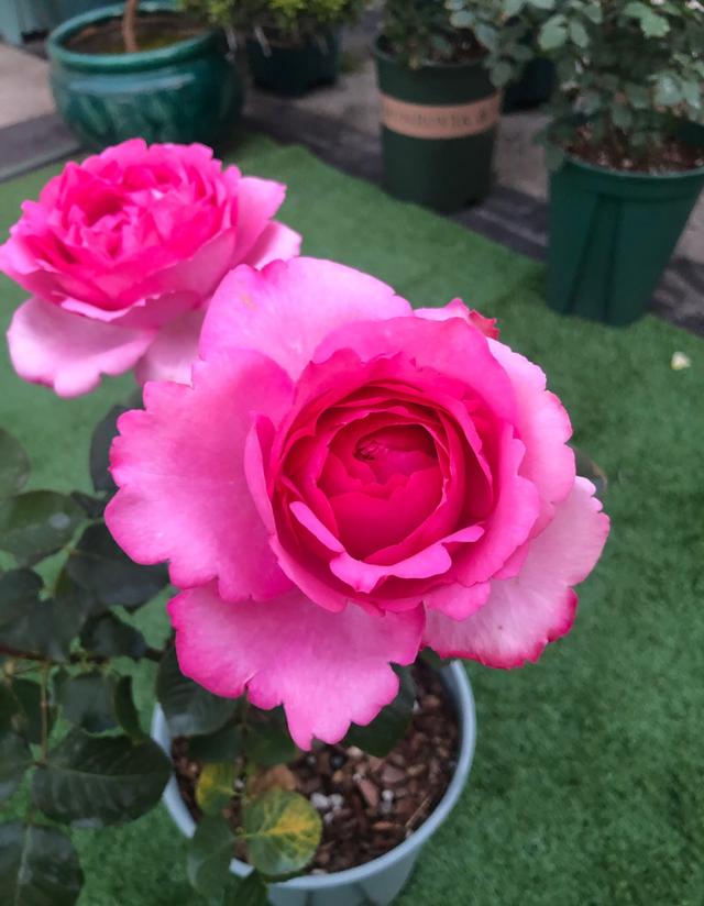 红色贵族是什么意思，贵族指的是什么（长得像牡丹的月季—伊芙·红色贵族香水）