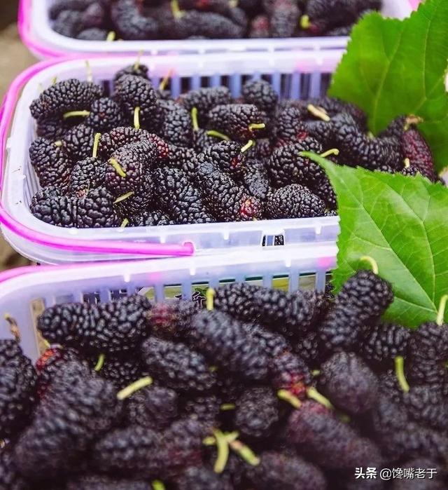 怎么挑选嘉宝果，怎么挑选嘉宝果选树叉多的好吗（惊蛰过后：无论有钱没钱）