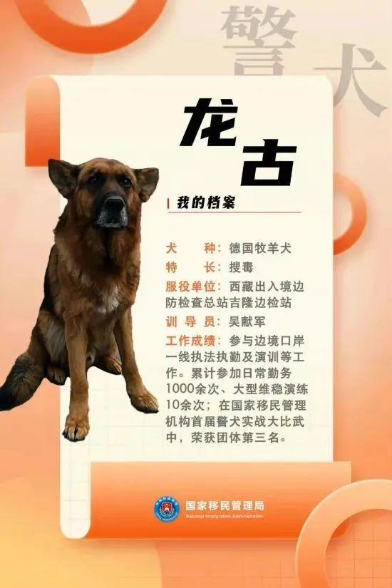 汪汪队立大功百科,汪汪队立大功人物介绍(国家首批功勋犬简历曝光) 汪汪队立大功百科,汪汪队立大功人物介绍(国家首批功勋犬简历曝光)