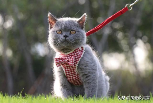 猫咪长多大就会成年，你知道猫咪的一岁等于人类的几岁吗