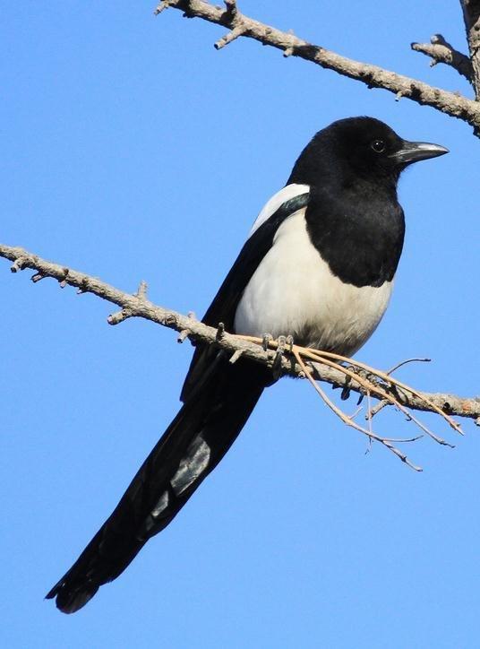 红嘴蓝鹊饲养方法介绍，红嘴蓝鹊饲养鸟架尺寸（居然用钢筋做鸟窝）